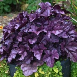 Dolce® 'Wildberry' Coral Bells -Great Garden Plants Heuchera Wildberry 3 P sw