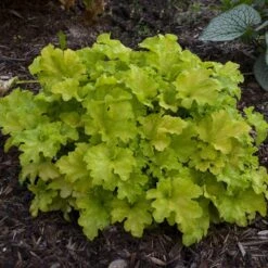 Dolce® 'Apple Twist' Coral Bells -Great Garden Plants Heuchera Apple Twist 3 P sw