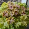 Dolce® 'Apple Twist' Coral Bells -Great Garden Plants Heuchera Apple Twist 4 P sw