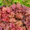 Primo® 'Peachberry Ice' Coral Bells 1 Primo® 'Peachberry Ice' Coral Bells -Great Garden Plants Heuchera Peachberry Ice 1 P