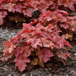 Primo® 'Peachberry Ice' Coral Bells -Great Garden Plants Heuchera Peachberry Ice 2 P
