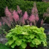 Primo® 'Pretty Pistachio' Coral Bells -Great Garden Plants Heuchera Pretty Pistachio 1 P