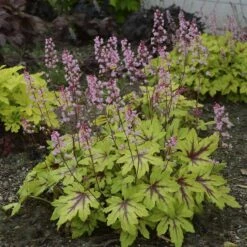 Fun And Games® 'Eye Spy' Foamy Bells -Great Garden Plants Heucherella Eye Spy 3 P sw