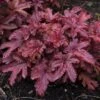 Fun And Games® 'Red Rover' Foamy Bells -Great Garden Plants Heucherella Red Rover 3 P sw