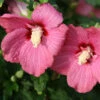 Lil' Kim® Red Rose Of Sharon -Great Garden Plants Hibiscus Lil Kim Red 3