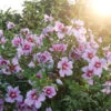Orchid Satin® Rose Of Sharon 2 Orchid Satin® Rose Of Sharon -Great Garden Plants Hibiscus Orchid Satin 1