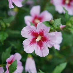 Orchid Satin® Rose Of Sharon -Great Garden Plants Hibiscus Orchid Satin 3