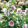 Paraplu Pink Ink® Rose Of Sharon -Great Garden Plants Hibiscus Paraplu Pink Ink 1