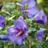 Paraplu Violet® Rose Of Sharon -Great Garden Plants Hibiscus Paraplu Violet 1