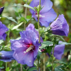 Paraplu Violet® Rose Of Sharon