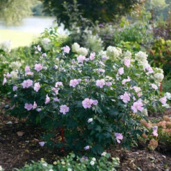 Pollypetite® Rose Of Sharon -Great Garden Plants Hibiscus Pollypetite 3 P