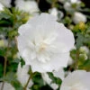 White Chiffon® Rose Of Sharon -Great Garden Plants Hibiscus White Chiffon 1 P