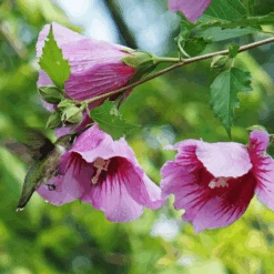 Purple Pillar® Rose Of Sharon -Great Garden Plants HibiscusPurplePillarDSC05014c 800x800 505c099