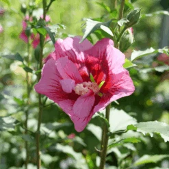 Red Pillar™ Rose Of Sharon -Great Garden Plants HibiscusRedPillarP1228521 1080x1080 d4283b9