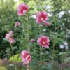 Red Pillar™ Rose Of Sharon -Great Garden Plants HibiscusRedPillarP1228597 1080x1080 87f422a