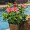 Hollywood Hibiscus™ First Lady™ Tropical Hibiscus -Great Garden Plants Hibiscusrosa sinensisHollywoodFirstLadyPool5 800x800 f6a3355