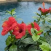 Hollywood Hibiscus™ Hot Shot™ Tropical Hibiscus 1 Hollywood Hibiscus™ Hot Shot™ Tropical Hibiscus -Great Garden Plants Hibiscusrosa sinensisHollywoodHotShotPool2 800x800 cfc0d36