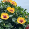 Hollywood Hibiscus™ Rico Suave™ Tropical Hibiscus -Great Garden Plants Hibiscusrosa sinensisHollywoodRicoSuave10 800x800 ebb535f