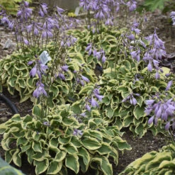'Wrinkle In Time' Hosta -Great Garden Plants Hosta wrinkleintime 3
