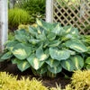 Shadowland® 'Hudson Bay' Hosta -Great Garden Plants Hosta Hudson Bay 5 P