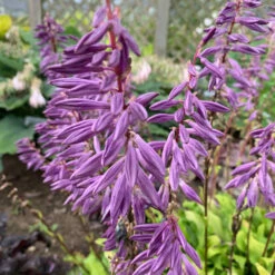 'Time In A Bottle' Hosta -Great Garden Plants Hosta TimeinaBottle Hosta 1