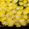 Hot Cakes® 'Banana Blast' Ice Plant 1 Hot Cakes® 'Banana Blast' Ice Plant -Great Garden Plants Hot cakes banana blast delosperma ice plant 1 P sw