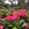 Cityline® Paris Bigleaf Hydrangea -Great Garden Plants Hydrangea Cityline Paris 1 P sw
