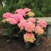 Cityline® Venice Bigleaf Hydrangea -Great Garden Plants Hydrangea Cityline Venice 1 P sw