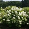 Gatsby Gal® Oakleaf Hydrangea -Great Garden Plants Hydrangea Gatsby Gal 1 P sw
