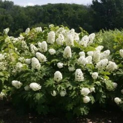Gatsby Gal® Oakleaf Hydrangea