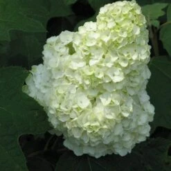 Gatsby Moon® Oakleaf Hydrangea