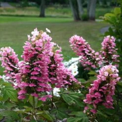 Gatsby Pink® Oakleaf Hydrangea -Great Garden Plants Hydrangea Gatsby Pink 5 P sw