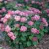 Invincibelle® Ruby Smooth Hydrangea -Great Garden Plants Hydrangea Invincibelle Ruby 1 P