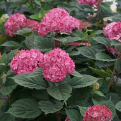 Invincibelle® Ruby Smooth Hydrangea 11 Invincibelle® Ruby Smooth Hydrangea -Great Garden Plants Hydrangea Invincibelle Ruby 6 P