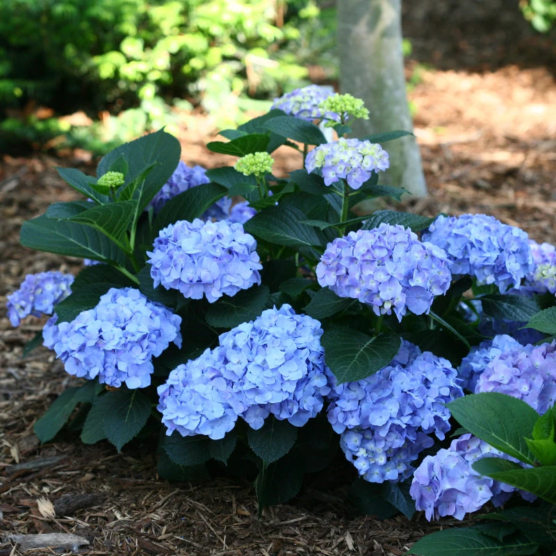 Let's Dance® Blue Jangles® Bigleaf Hydrangea 3 Let's Dance® Blue Jangles® Bigleaf Hydrangea