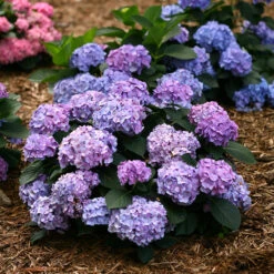 Let's Dance® Blue Jangles® Bigleaf Hydrangea 10 Let's Dance® Blue Jangles® Bigleaf Hydrangea -Great Garden Plants Hydrangea Lets Dance Blue Jangles 2 P
