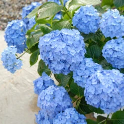 Let's Dance® Blue Jangles® Bigleaf Hydrangea 11 Let's Dance® Blue Jangles® Bigleaf Hydrangea -Great Garden Plants Hydrangea Lets Dance Blue Jangles 3 P