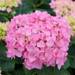 Let's Dance® Blue Jangles® Bigleaf Hydrangea 12 Let's Dance® Blue Jangles® Bigleaf Hydrangea -Great Garden Plants Hydrangea Lets Dance Blue Jangles 4 P
