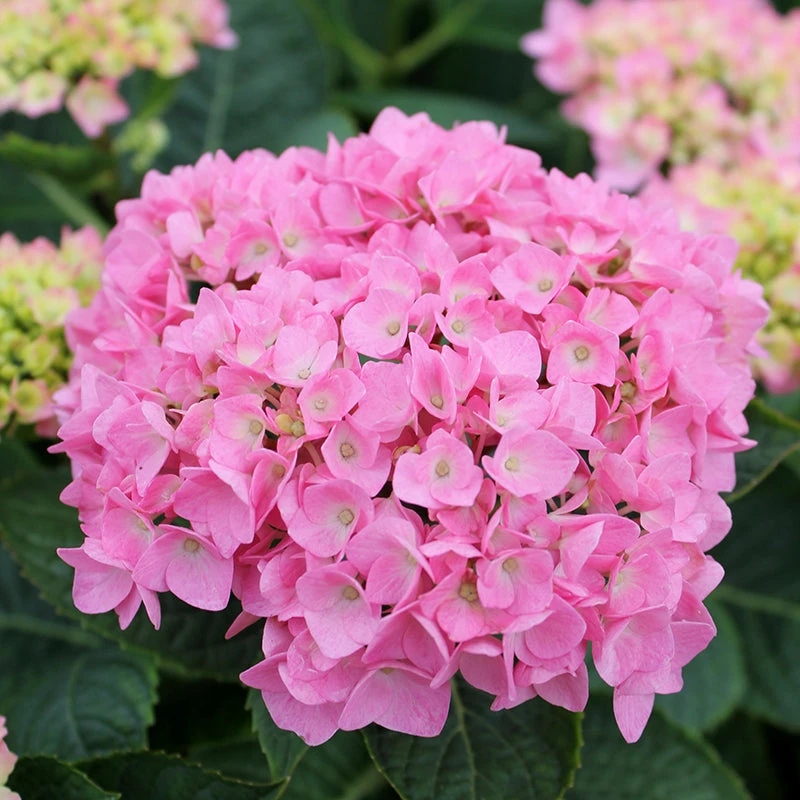 Let's Dance® Blue Jangles® Bigleaf Hydrangea 6 Let's Dance® Blue Jangles® Bigleaf Hydrangea - Image 4