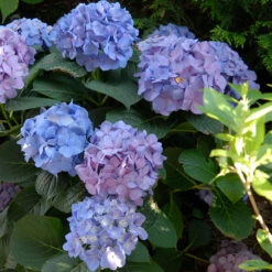 Let's Dance® Blue Jangles® Bigleaf Hydrangea 13 Let's Dance® Blue Jangles® Bigleaf Hydrangea -Great Garden Plants Hydrangea Lets Dance Blue Jangles 5 P