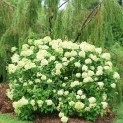Little Lime® Panicle Hydrangea -Great Garden Plants Hydrangea Little Lime 2 P