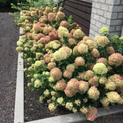 Little Lime® Panicle Hydrangea -Great Garden Plants Hydrangea Little Lime 5 P