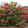 'Ruby Slippers' Oakleaf Hydrangea 2 'Ruby Slippers' Oakleaf Hydrangea -Great Garden Plants Hydrangea Ruby Slippers square