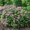 Tuff Stuff™ Red Mountain Hydrangea 1 Tuff Stuff™ Red Mountain Hydrangea -Great Garden Plants Hydrangea Tuff Stuf Red 1 P