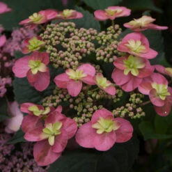 Tuff Stuff™ Red Mountain Hydrangea -Great Garden Plants Hydrangea Tuff Stuf Red 2 P