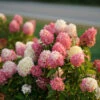 Zinfin Doll® Panicle Hydrangea -Great Garden Plants Hydrangea Zinfin Doll 1 P