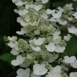 Quick Fire® Panicle Hydrangea -Great Garden Plants HydrangeaQuickFire2