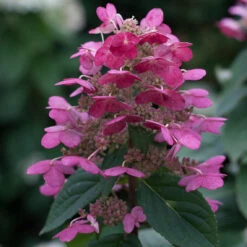 Quick Fire® Panicle Hydrangea -Great Garden Plants HydrangeaQuickFire3