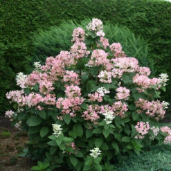 Quick Fire® Panicle Hydrangea -Great Garden Plants HydrangeaQuickFire4