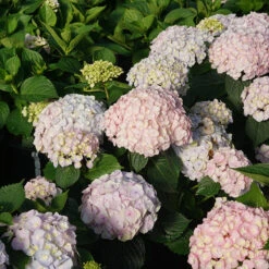 Wee Bit Innocent™ Bigleaf Hydrangea 8 Wee Bit Innocent™ Bigleaf Hydrangea -Great Garden Plants Hydrangea mac Wee Bit Innocent DSC07194